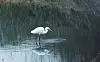 A heron catches a fish on Thursday in a stream in Cheongbuk-eup, Pyeongtaek, which was contaminated by toxic chemicals from a recent spill at a storage facility in Hwaseong, Gyeonggi. [YONHAP]