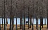 Citizens stroll through the Dasan ginkgo forest in Goryeong County, North Gyeongsang, on Dec.1, as cold winds cause the autumn foliage to fall. A sharp drop in temperatures will mark the start of winter this year, with a bitter cold snap expected to grip the country this week. [YONHAP]