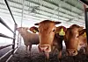 Cows in a cattle farm in Anseong, Gyeonggi [YONHAP]