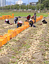 Farmers harvest potatoes at a farm in Gangneung, Gangwon, on Tuesday, a day before the summer solstice. The event marks the beginning of summer for the Northern Hemisphere. These potatoes harvested Tuesday were planted in the spring. [YONHAP]