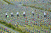 Several Vietnam War veterans clean graves of fallen soldiers at the National Cemetery in Daejeon on Monday, six days ahead of Memorial Day on June 6. [KIM SEONG-TAE]