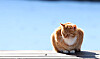 A cat in Gangwon in January. [YONHAP]