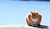A cat in Gangwon in January. [YONHAP]
