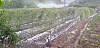 Crops are damaged in Soya-ri in Jeokseong-myeon, Danyang County in North Chungcheong Sunday afternoon, after a sudden hailstorm amid extreme weather phenomena over the weekend. In Yangyang, Gangwon, a 36-year-old man died on Sunday after he was struck by lightning at Seorak Beach Saturday. Five others were injured on Saturday after several people were reported to have been struck by lightning amid a storm, leading firefighters to rush to the scene around 5:30 p.m. Heavy rain accompanied by strong winds, thunder and lightning affected central regions including the Seoul metropolitan area over the weekend. [YONHAP]