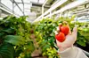 Winter strawberries, a primary crop cultivated using Dream Farm's smart farming technology [DREAM FARM]