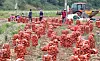 Farm, fish workers going illegal in large numbers