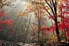 Korea National Arboretum in Pocheon, Gyeonggi [KOREA TOURISM ORGANIZATION]