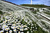 Yukbaekmajigi presents wild daisy flowerbeds across the wide plateau in Pyeongchang County, Gangwon. [KIM KYUNG-BIN]