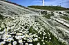 Yukbaekmajigi presents wild daisy flowerbeds across the wide plateau in Pyeongchang County, Gangwon. [KIM KYUNG-BIN]