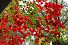 Maple tree in Jangtaesan Recreational Forest in Daejeon [KOREA TOURISM ORGANIZATION]