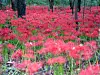 Red spider lilies in Hamyang Sangnim Forest in Hamyang, South Gyeongsang [KOREA TOURISM ORGANIZATION]