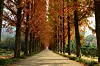 Metasequoias path at Jeollanamdo Forest Resources Research Institute in South Jeolla [KOREA TOURISM ORGANIZATION]