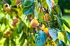 Persimmons at Jeollanamdo Forest Resources Research Institute in South Jeolla [KOREA TOURISM ORGANIZATION]
