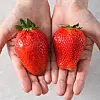 King's berry strawberries. The fruit is bigger than normal strawberries, similar to the size of a person's palm. [SSG.COM]