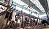 Cows stay cool with a large fan installed on the roof of a farm in Hwaseong, Gyeonggi, on Sunday. [NEWS1]