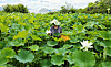 A farmer in Namwon, North Jeolla, harvests lotuses. The lotus are used as raw ingredients in cosmetics products. According to the Institute of Natural Cosmetic Industry for Namwon, lotuses contain compounds that slow ageing, whiten the skin and lock in moisture. [YONHAP]