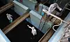 Bugs found in more water treatment plants: Environment Ministry