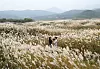 This field of reeds in Chungju, North Chungcheong, is a nice spot for those who want to see some less typical fall landscapes, away from red and yellow leaves. [KOREA TOURISM ORGANIZATION]