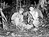 Navajo soldiers served as code talkers for the U.S. forces during World War II. [U.S. MARINE CORPS]