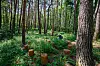 Samcheok's Healing Life Forest offers some greenery even during the fall season for those who want to experience the feel of being in a traditional forest. [KOREA TOURISM ORGANIZATION]