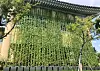 Green vines cover the exterior of the state-run agricultural technology center in Naju, South Jeolla as part of the city's Green Curtain project. Vines on the exterior of buildings lower the temperature and reduce the need for air conditioning, which consumes a lot of energy, according to the city. During testing, the part of the building covered in vines was found to be eight degrees cooler than the rest of the building. [YONHAP]