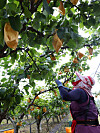 An employee from the government's agricultural research and extension services office picks pears ahead of typhoon Bavi at an orchard in Chuncheon, Gangwon, on Wednesday. [YONHAP]