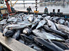 Bluefin tuna caught off the coast of the East Sea are seen at a port in Yeongdeok, North Gyeongsang, on July 8. [NEWS1]