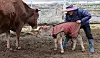 A farmer dresses a young calf on Wednesday after temperatures dipped below zero, making it the coldest day this autumn, and are expected to drop further on Thursday. The low in Seoul on Wednesday was minus 6.8 degrees Celsius (19.76 degrees Fahrenheit), but strong winds pushed the temperature down to minus 12.5 degrees Celsius with the wind-chill factor. [NEWS1]