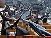 Bluefin tuna caught off the coast of the East Sea are seen at a port in Yeongdeok, North Gyeongsang, on July 8. [NEWS1]