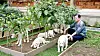 The seven dogs that Gomi and another dog that Moon owned gave birth to in 2018. All but six were given away. One is still owned by Moon. [NEWS1]