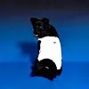 BYC's undershirt for dogs [BYC]