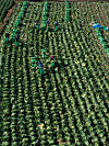 Harvesting work for cabbages is in full swing at a farm near Chuncheon, Gangwon on Monday. The price of cabbages is declining as supply has increased from mountain areas recently. [YONHAP]