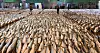 A large volume of yellowtail from Jeju Island fill the auction floor at the Busan Cooperative Fish Market on Jan. 13. [JOONGANGILBO]