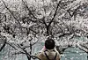 A woman takes a photo of the first cherry blossoms blooming at Seokchon Lake in Songpa District, southern Seoul, on April 2. The annual Seokchon Lake Cherry Blossom Festival runs through Sunday. [YONHAP]