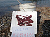 Ribbon worms found in the Han River in 2022. [JOONGANG PHOTO]