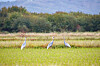 Three white-naped cranes are seen on agricultural land near a reservoir in Cheorwon County in Gangwon on Sunday. The endangered species usually visit Korea during winter, according to the Korea Heritage Service. There are 4,500 to 5,000 remaining worldwide. [YONHAP]