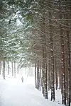 A forest of Norwegian spruce inside Anifore [YONGPYONG RESORT]
