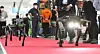 A multi-purpose quadrupedal robot, developed to navigate disaster sites, demonstrates its mobility during a showing at the International Fire & Safety Expo Korea 2022 held at EXCO in Daegu on Wednesday. [YONHAP]