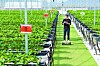 An Hae-seong, 38, monitors his strawberry smart farm through his smartphone in Pocheon, Gyeonggi, on Tuesday. [JEONG JUN-HEE]