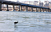 The surface of the Han River is frozen near Gwangnaru Park in Seoul as the weather agency issued a cold wave advisory for Seoul and Gyeonggi on Tuesday. The Korea Meteorological Administration forecast that it will get colder through Friday. Seoul expects minus 17 degrees Celsius (1.4 degrees Fahrenheit) temperatures on Friday morning. [YONHAP]