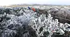 Frost blankets trees along a trail on Mount Halla on Jeju Island on Sunday. [YONHAP]
