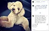 Netizens have been taking their doubts and anger to Park's Instagram, asking where his previous pets are now, including the toy poodle named Molly. [SCREEN CAPTURE]