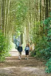 Cypress forest trail in the Secret Forest in Gujwa-eup, Jeju, gained popularity after appearing in a scene of ″Welcome to Samdal-ri″ on JTBC. [MI, SLL]