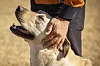 Tobaek the rescue dog [JUN MIN-KYU]