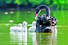 Three cygnets successfully hatched by a pair of black swans in the Lake at the Singapore Botanic Garden in December 2019. [XINHUA/YONHAP]