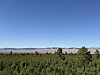 An artificial forest is pictured in Selenge in Mongolia on April 17. [LEE SOO-JUNG]