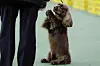 A Sussex spaniel competes with the sporting group at the Westminster Kennel Club dog show, Feb. 17, 2015, in New York. [AP/YONHAP]