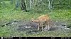 An animal is pictured in a pine tree forest in Selenge Province in Mongolia. [YUHAN KIMBERLY]