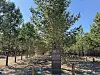 A pine tree (front) is dubbed ″President's Tree″ in a forest fostered by Korean hygiene product manufacturer Yuhan Kimberly and a forestry service in Selenge in Mongolia on April 17. The tree was planted by then-Mongolian President Natsagiin Bagabandi. [LEE SOO-JUNG]