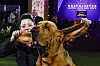 Heather Helmer poses for photographs with Trumpet, a bloodhound, after Trumpet won best in show at the 146th Westminster Kennel Club Dog Show, June 22, 2022, in Tarrytown, N.Y. [AP/YONHAP]